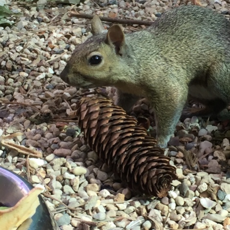 Grey squirrel euthanized today due to an untreatable leg injury.